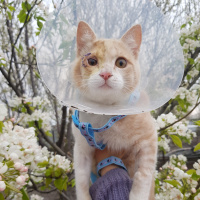 Sarman, Kedi  Luna fotoğrafı