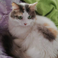 Tekir Kedi, Kedi  Arya fotoğrafı