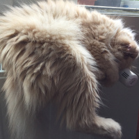 İran Kedisi (Persian), Kedi  tarçın fotoğrafı