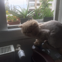 İran Kedisi (Persian), Kedi  tarçın fotoğrafı