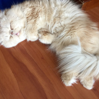 İran Kedisi (Persian), Kedi  tarçın fotoğrafı