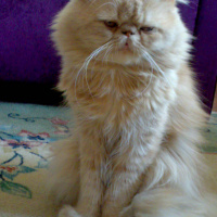 İran Kedisi (Persian), Kedi  tarçın fotoğrafı
