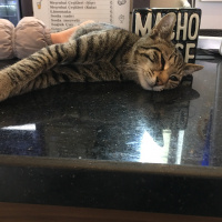 Tekir Kedi, Kedi  Osman fotoğrafı