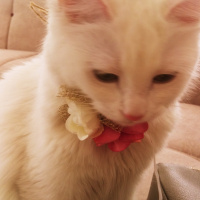 Ankara Kedisi, Kedi  şirin fotoğrafı