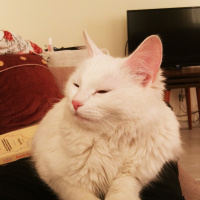 Ankara Kedisi, Kedi  şirin fotoğrafı