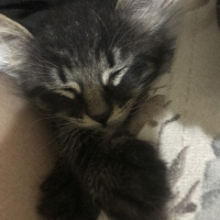 Tekir Kedi, Kedi  henüz bir adı yok fotoğrafı