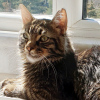 Tekir Kedi, Kedi  Neptün fotoğrafı