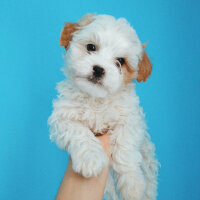 West Highland White Terrier, Köpek  Louis fotoğrafı