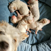 West Highland White Terrier, Köpek  Louis fotoğrafı