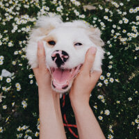 West Highland White Terrier, Köpek  Louis fotoğrafı