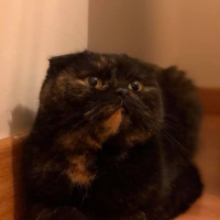 Scottish Fold, Kedi  mia fotoğrafı