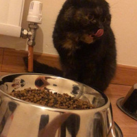 Scottish Fold, Kedi  mia fotoğrafı