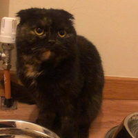 Scottish Fold, Kedi  mia fotoğrafı