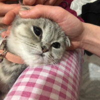 Scottish Fold, Kedi  çakıl fotoğrafı