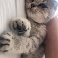 Scottish Fold, Kedi  çakıl fotoğrafı