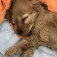 İngiliz Cocker Spaniel, Köpek  miel fotoğrafı