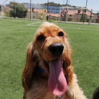 İngiliz Cocker Spaniel, Köpek  miel fotoğrafı