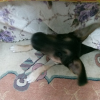 Sokö (Sokak Köpeği), Köpek  Herkül fotoğrafı