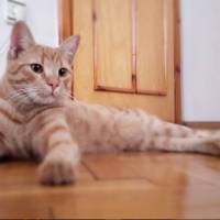 Tekir Kedi, Kedi  Havlu fotoğrafı