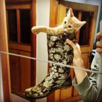 Tekir Kedi, Kedi  Havlu fotoğrafı