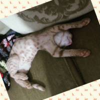 Tekir Kedi, Kedi  Havlu fotoğrafı