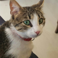 Tekir Kedi, Kedi  Şans fotoğrafı