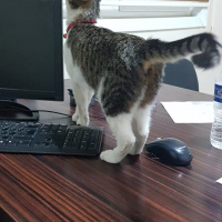 Tekir Kedi, Kedi  Şans fotoğrafı