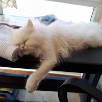 İran Kedisi (Persian), Kedi  Kızım fotoğrafı