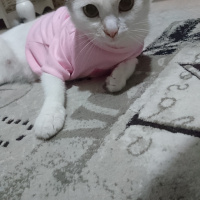 Tekir Kedi, Kedi  Pamuk fotoğrafı
