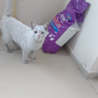 Van Kedisi, Kedi  Şapşik fotoğrafı