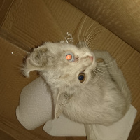 Van Kedisi, Kedi  Şapşik fotoğrafı