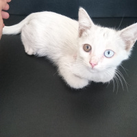 Van Kedisi, Kedi  Şapşik fotoğrafı