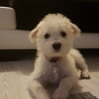 Maltese, Köpek  Lila fotoğrafı