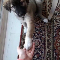 Kangal, Köpek  Atlas fotoğrafı