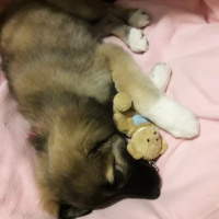 Kangal, Köpek  Atlas fotoğrafı