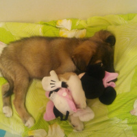 Kangal, Köpek  Atlas fotoğrafı