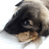 Kangal, Köpek  Atlas fotoğrafı
