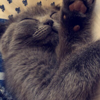 Scottish Fold, Kedi  BIHTER fotoğrafı