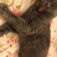 Scottish Fold, Kedi  Zuzu fotoğrafı