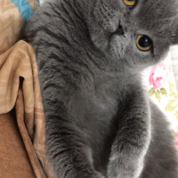 Scottish Fold, Kedi  Zuzu fotoğrafı