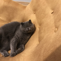 Scottish Fold, Kedi  Zuzu fotoğrafı