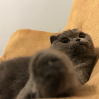 Scottish Fold, Kedi  Zuzu fotoğrafı