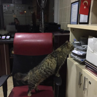 Tekir Kedi, Kedi  cevriye fotoğrafı