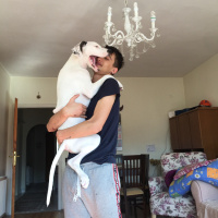 Dogo Arjantin, Köpek  Lucy fotoğrafı