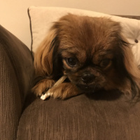Pekingese, Köpek  Çakıl fotoğrafı