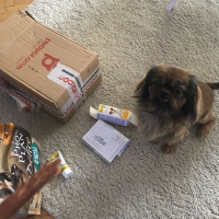 Pekingese, Köpek  Çakıl fotoğrafı