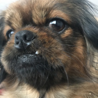 Pekingese, Köpek  Çakıl fotoğrafı