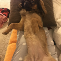 Pekingese, Köpek  Çakıl fotoğrafı