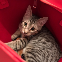 Tekir Kedi, Kedi  Paşa fotoğrafı