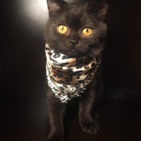 British Shorthair, Kedi  VEGAS fotoğrafı